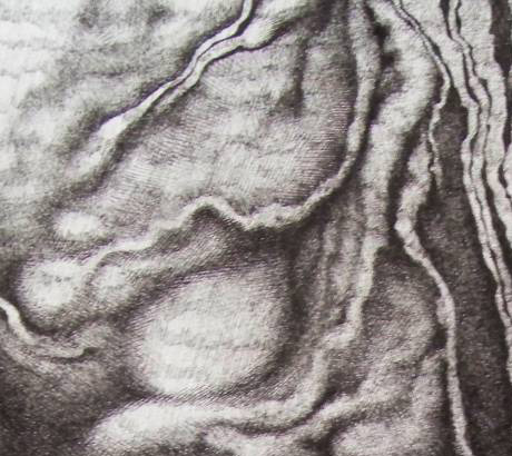 dessins écorces